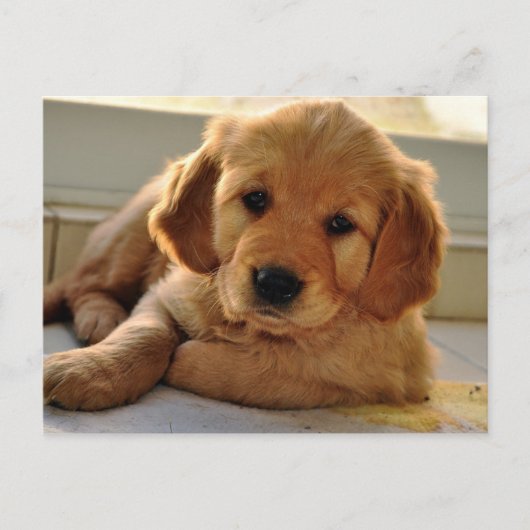 Schattige Golden Retriever puppy dog Briefkaart (Voorkant)
