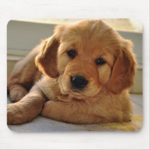Schattige Golden Retriever puppy dog Muismat