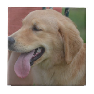 Schattige Golden Retriever Tegeltje