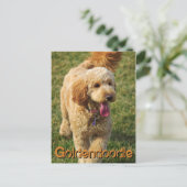 Schattige Goldendole Dog Briefkaart (Staand voorkant)