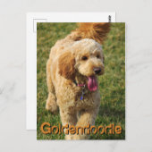 Schattige Goldendole Dog Briefkaart (Voorkant / Achterkant)