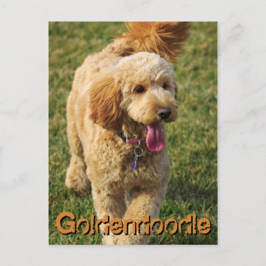 Schattige Goldendole Dog Briefkaart (Voorkant)