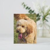 Schattige Goldendole Dog Briefkaart (Staand voorkant)