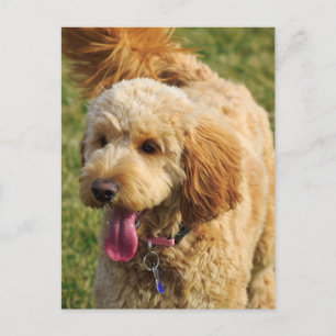 Schattige Goldendole Dog Briefkaart