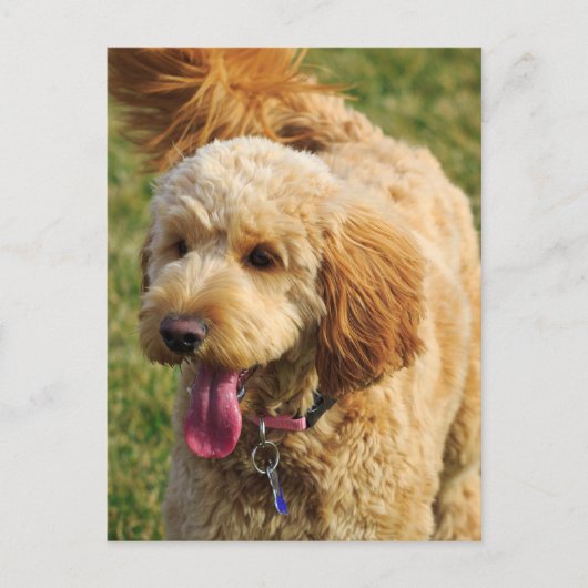 Schattige Goldendole Dog Briefkaart (Voorkant)