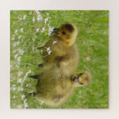 Schattige goose Babies - Goslings Legpuzzel (Horizontaal)