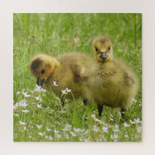 Schattige goose Babies - Goslings Legpuzzel (Verticaal)