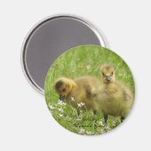 Schattige Goslings (canadese gans) Magneet (Voorkant / Achterkant)