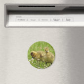 Schattige Goslings (canadese gans) Magneet (Insitu (Vaatwasser))