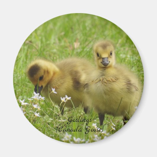 Schattige Goslings (canadese gans) Magneet (Voorkant)