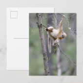 Schattige gouden stompneusaap op boomtakken briefkaart (Voorkant / Achterkant)