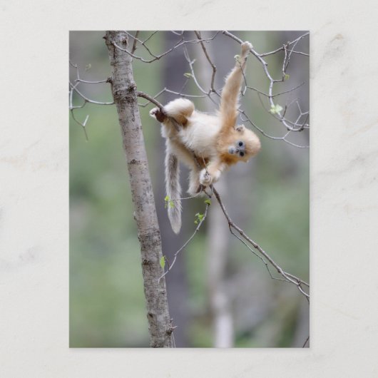 Schattige gouden stompneusaap op boomtakken briefkaart (Voorkant)