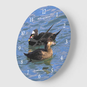 Schattige grappige Surf Scoter eenden zwemmen bij  Grote Klok