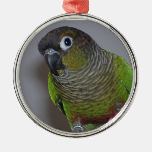 Schattige Greencheek Conure Metalen Ornament