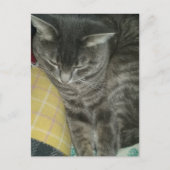 Schattige Grey Sleepy Tabby Kat Briefkaart (Voorkant)