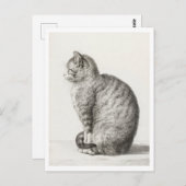 Schattige Grijs en Witte Kat Briefkaart (Voorkant / Achterkant)