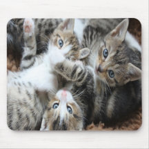 Schattige Grijze Driekleurige Kittens/Voeg een fot