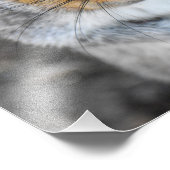 Schattige grijze eekhoorn foto afdruk (Hoek)