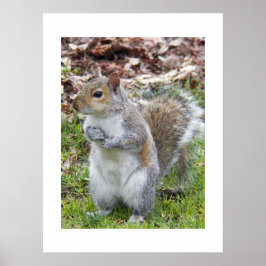 Schattige Grijze Eekhoorn Natuur Poster