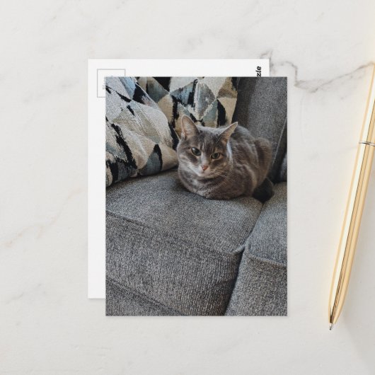 Schattige grijze gestreepte kat briefkaart (Voorkant / Achterkant in situ)