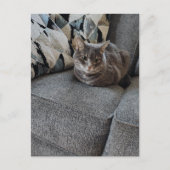 Schattige grijze gestreepte kat briefkaart (Voorkant)