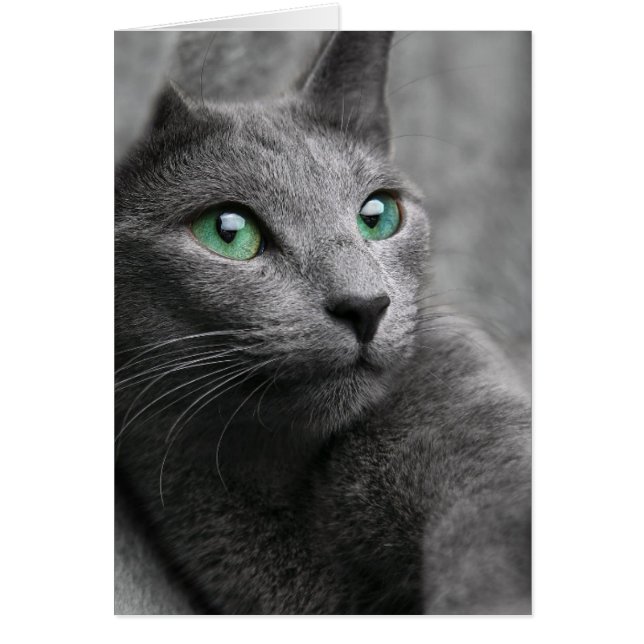 Schattige grijze kat (Voorkant)