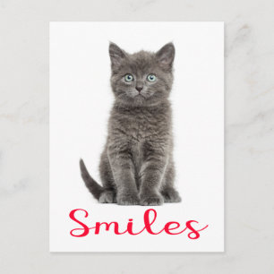 Schattige grijze katvriendchap hallo kat ansichtka briefkaart