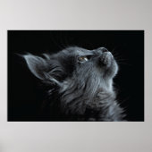 Schattige grijze keuken met groene ogen poster (Voorkant)