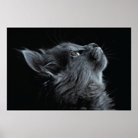 Schattige grijze keuken met groene ogen poster (Voorkant)