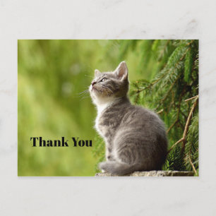 Schattige Grijze Kitten Omhoog Kijkend Foto Bedank Briefkaart