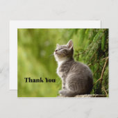 Schattige Grijze Kitten Omhoog Kijkend Foto Bedank Briefkaart (Voorkant / Achterkant)