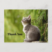 Schattige Grijze Kitten Omhoog Kijkend Foto Bedank Briefkaart (Voorkant)
