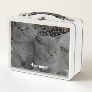 Schattige Grijze Kitties Katten