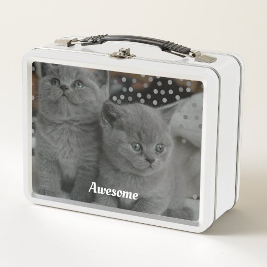 Schattige Grijze Kitties Katten (Voorkant)