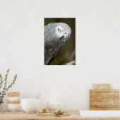 schattige grijze papegaai poster (Keuken)