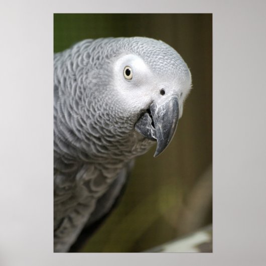 schattige grijze papegaai poster (Voorkant)