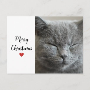 Schattige Grijze Slaperige Kat Kerst Vakantie Lief Feestdagenkaart