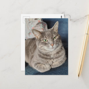 Schattige grijze tabbykat briefkaart