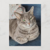 Schattige grijze tabbykat briefkaart (Voorkant)