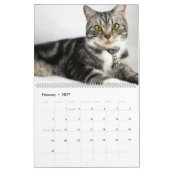 Schattige Grijze Tabbykatten 2022 Kalender (Feb 2027)