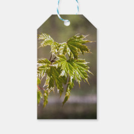 Schattige groene esdoorntak met kleine bladeren cadeaulabel