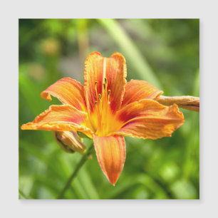 Schattige grote lelie bloem foto