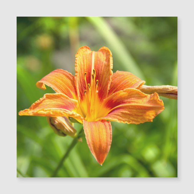 Schattige grote lelie bloem foto (Voorkant)