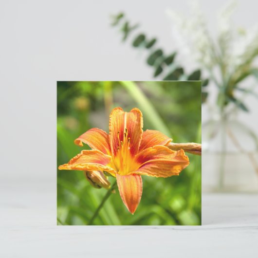 Schattige grote lelie bloem foto (Staand voorkant)
