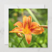 Schattige grote lelie bloem foto (Voorkant)