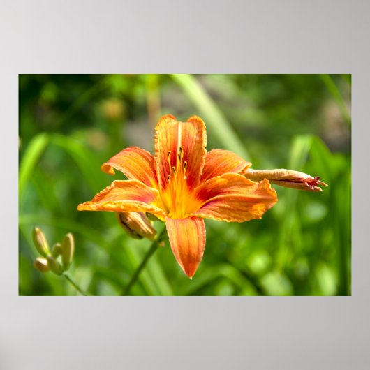 Schattige grote lelie bloem foto poster (Voorkant)