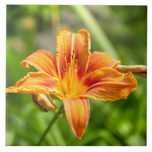 Schattige grote lelie bloem foto tegeltje