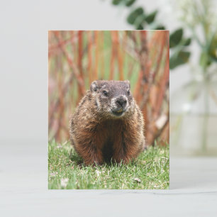 Schattige Groundhog in Natuur Briefkaart