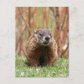 Schattige Groundhog in Natuur Briefkaart (Voorkant)