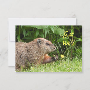 Schattige Groundhog Picking Flowers WORDEN GOED